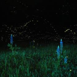 I Miss the Fireflies