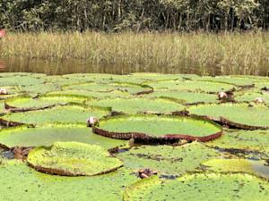 Amazon water lily