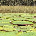Amazon water lily