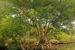 Mangroves in retreat inland