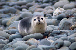 Harbor Seal 