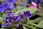 African violet