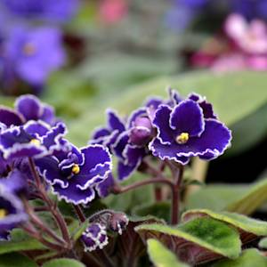 African violet