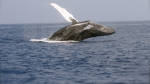 Arabian humpback whale