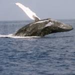 Arabian humpback whale