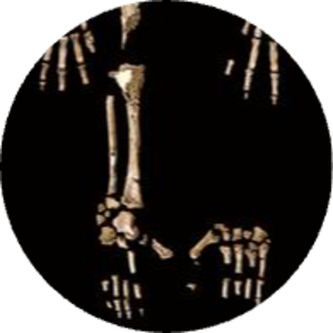 Ardi — Oldest skeleton of human ancestor