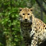 Amur leopard