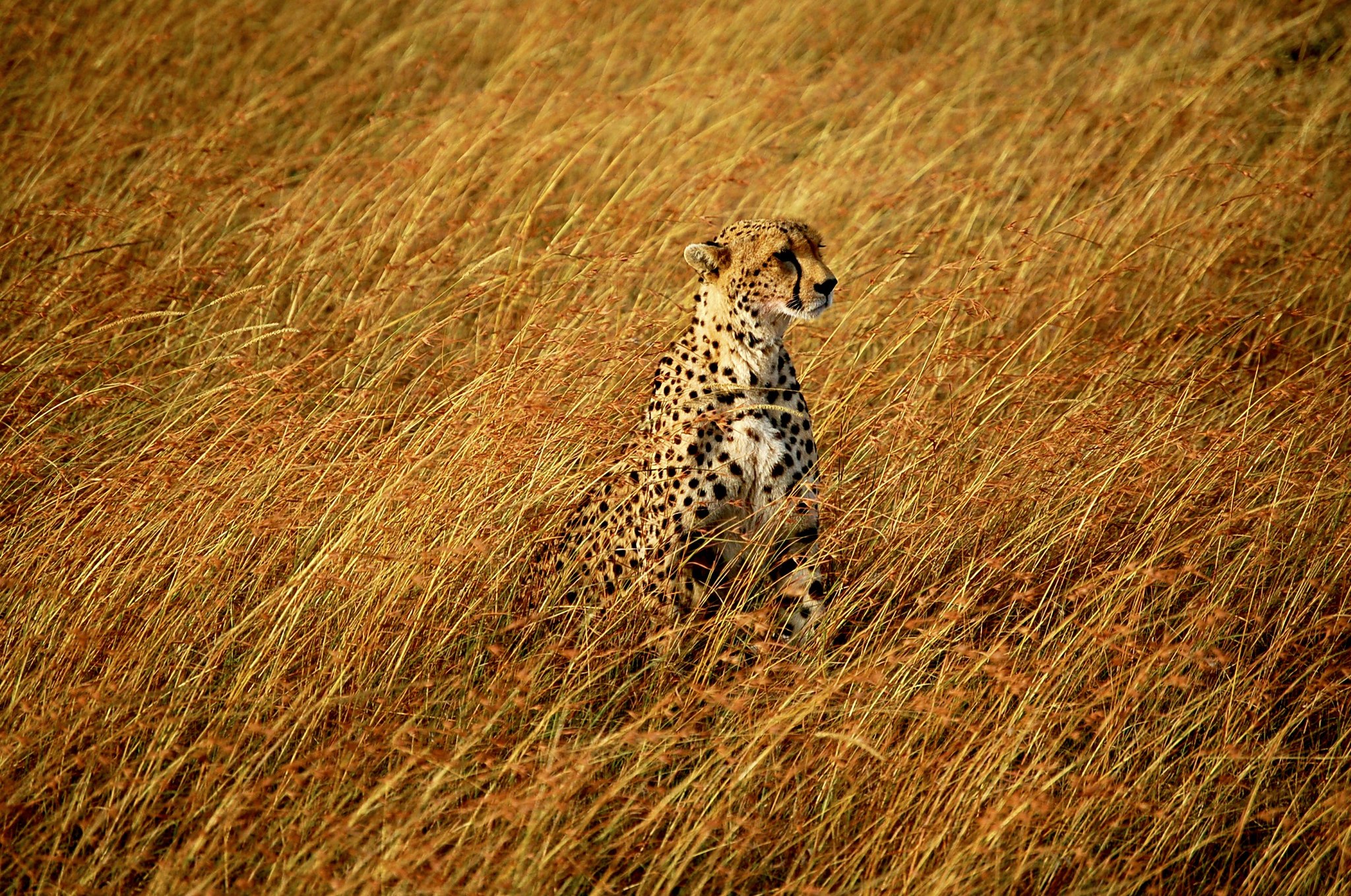 What is missing? | Saharan Cheetah