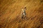 Saharan Cheetah