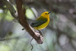 Prothonotary warbler population increases