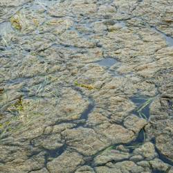 Climate change contributes to harmful algal blooms