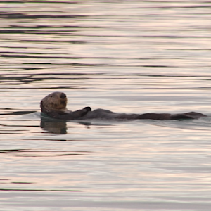 Sea Otters