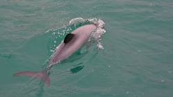 "When Hector’s dolphins are well, so too are our coasts"