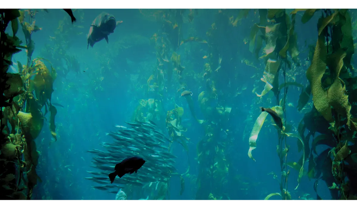 Greenprint feature image Seaweed