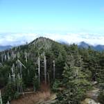 Fraser's Fir, Abies fraseri