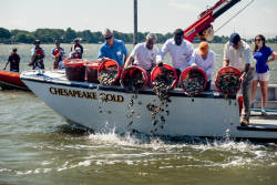 World's largest oyster restoration in the Chesapeake Bay