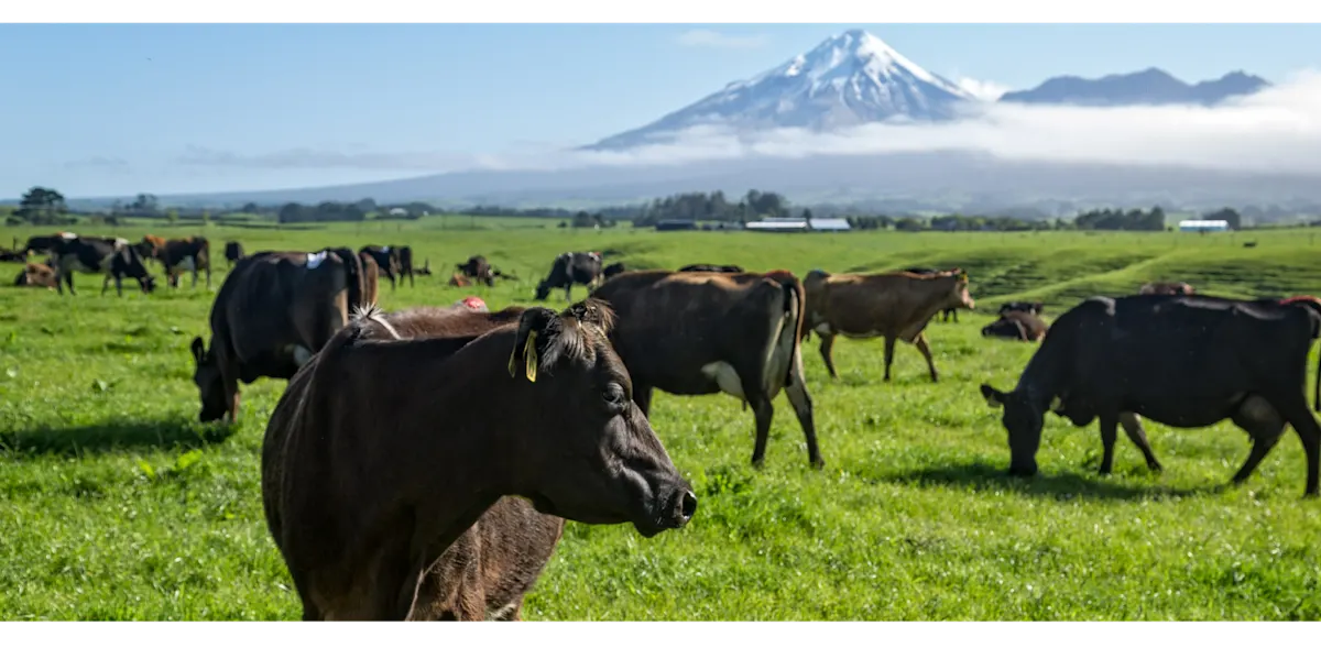 Pasture images - cows with mountain