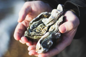 Oysters Larger Than My Father's Hand