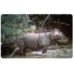 Two Javan Rhino Calves Spotted in Indonesia