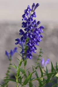 Baical skullcap