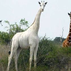 Poaching of rare white giraffes