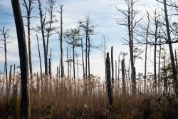 The storied New Jersey Pine Barrens