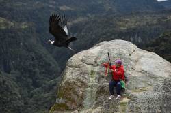 Scientists and indigenous people work together to conduct a census of the condor