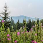 Ural Montane Forests