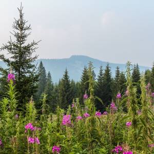 Ural Montane Forests