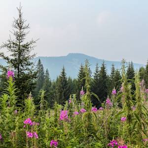 Ural Montane Forests