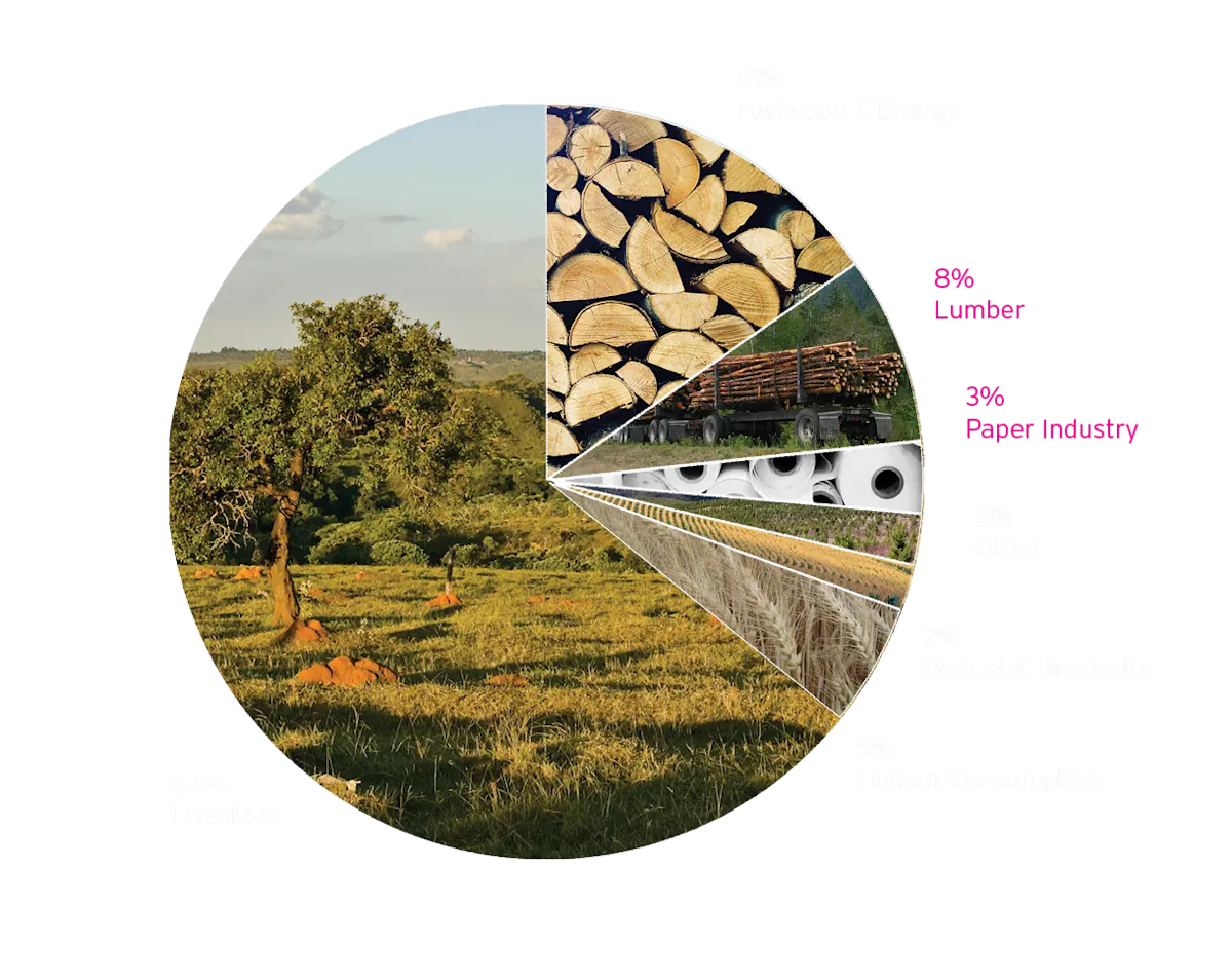 WYCD Forestry - Causes of Deforestation piechart