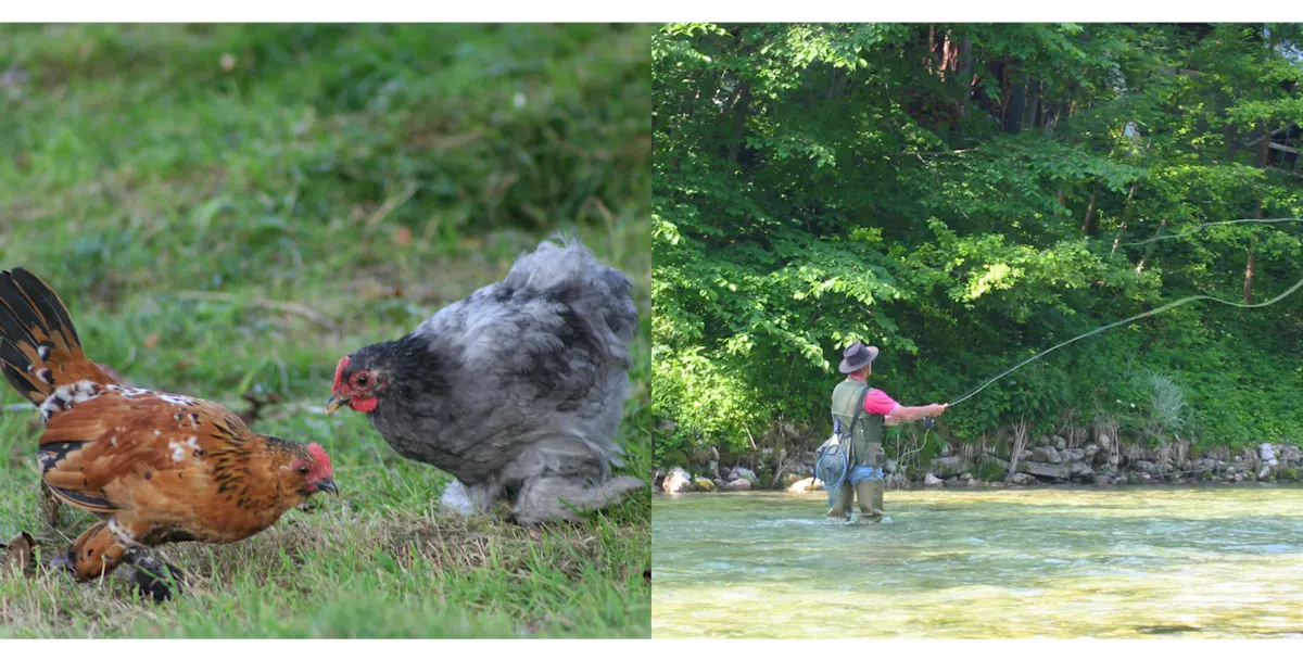 free range chickens fly fishing - image
