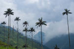 Quindío Wax Palm