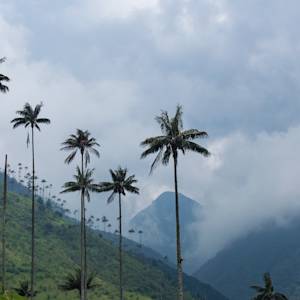 Quindío Wax Palm