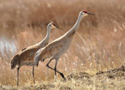 Greater sandhill crane thriving