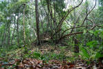 Maya Biosphere Reserve Established