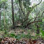 Maya Biosphere Reserve Established