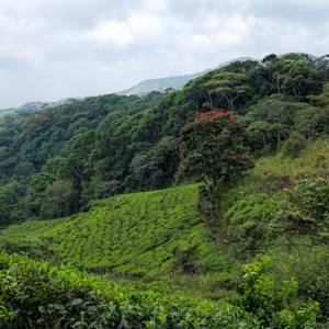 Sinharaja Forest