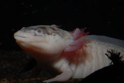 Axolotl declared critically endangered