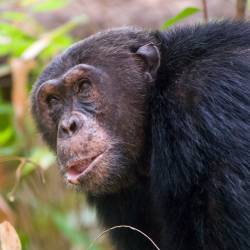 The Eyes of a Chimpanzee, Jane Goodall