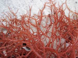 Red Algae In The Gulf Coast