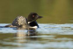 Acid rain, pollution, and mercury contamination affects the entire food chain