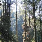 Community stops deforestation