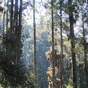 Community stops deforestation