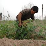 Argentina, world leader in no-till agriculture