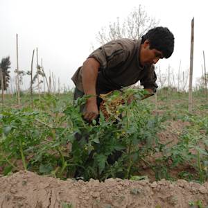 Argentina, world leader in no-till agriculture