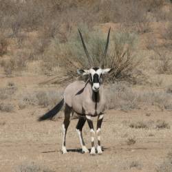 Kalahari Gemsbok National Park established