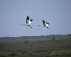 Record number of whooping cranes winter in Texas