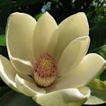 Houpu Magnolia, Magnolia officinalis