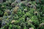 Valdivian Coastal Reserve, Chile's ancient rainforest